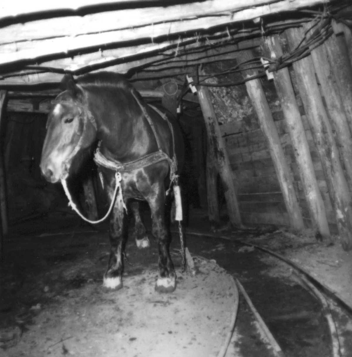 Csillag, a ló munkatárs. Lahóca 1975. Fotó: Baksa Csaba